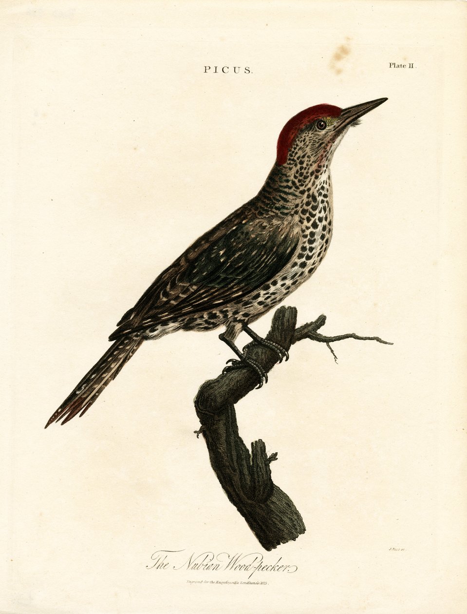 Pica-pau da Núbia (Picus) de John Pass