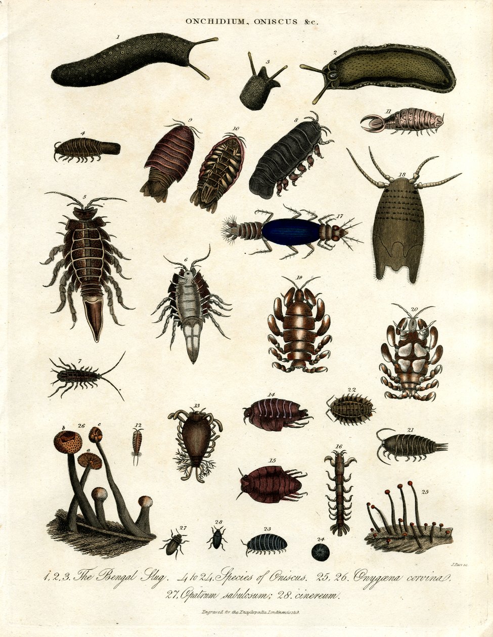Onchidium;Oniscus e outros artrópodes de John Pass