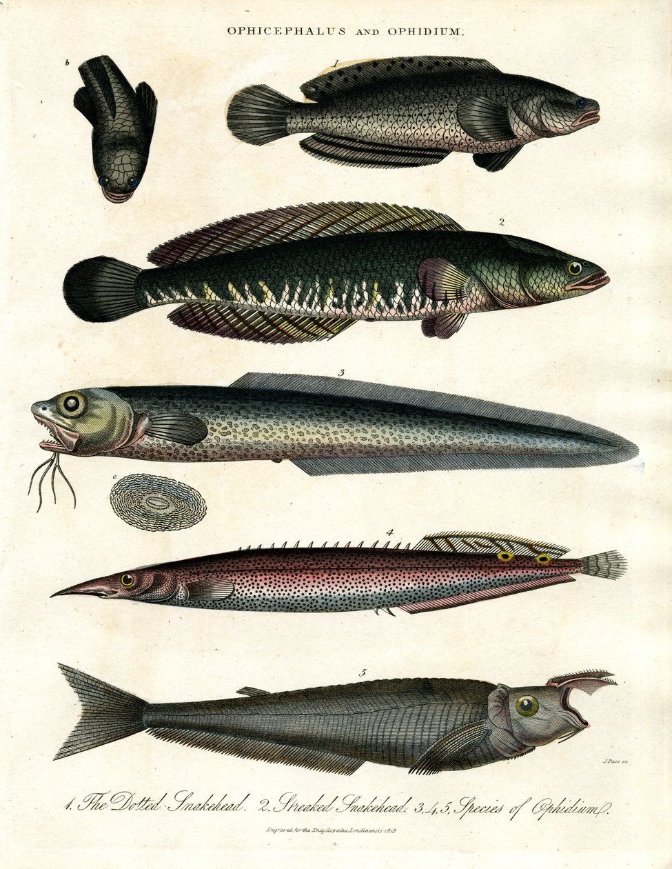 Ophicephalus e Ophidium de John Pass