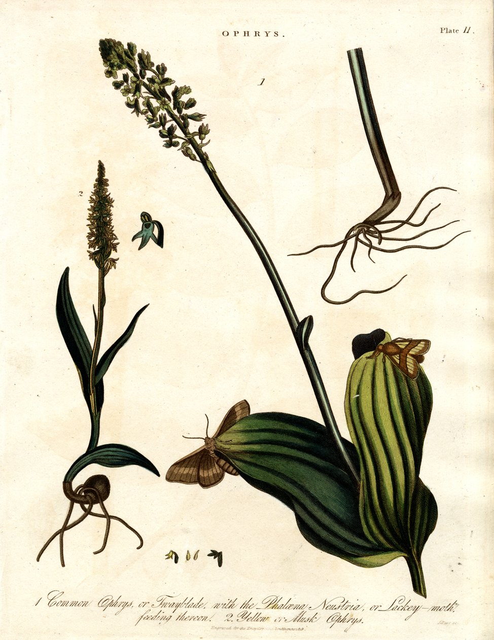 Espécies de Ophrys com traça de John Pass