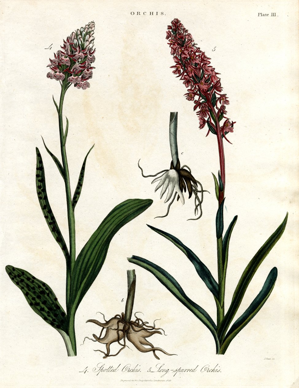 Orquídeas: Orquídeas manchadas e de esporas longas de John Pass