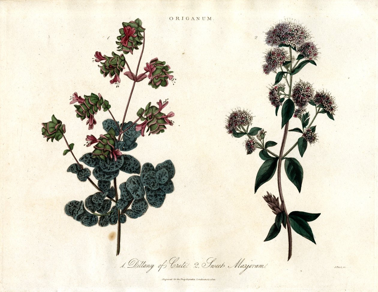 Espécies de Origanum: Manjerona de Creta e Manjerona Doce de John Pass