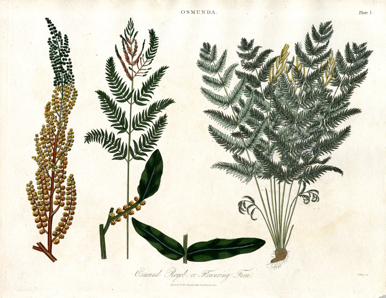 Osmunda de John Pass