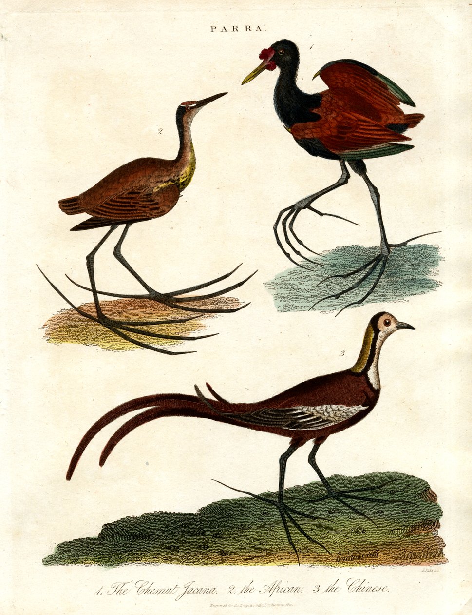 Espécies de Parra (Jacanas) de John Pass