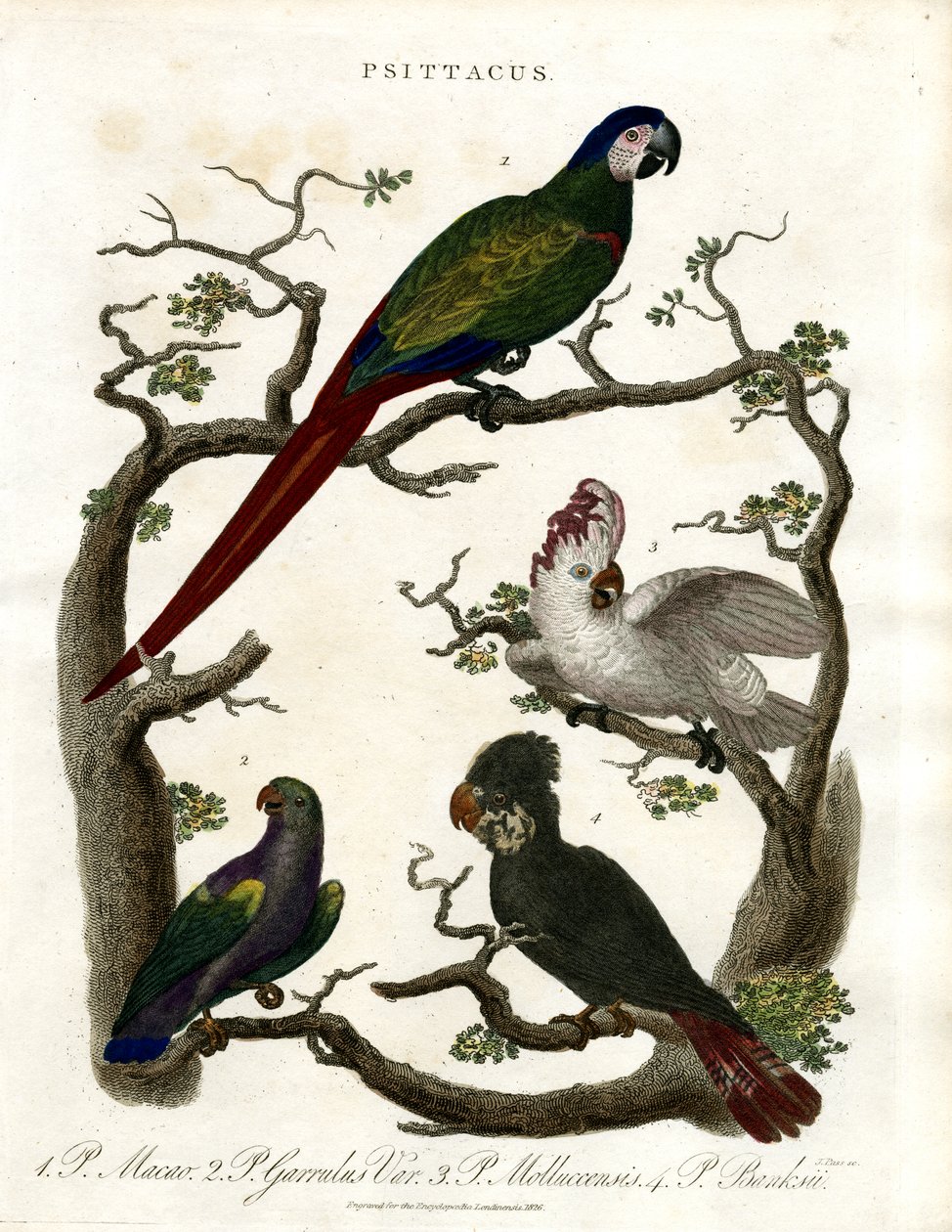 Papagaios (Psittacus) de John Pass