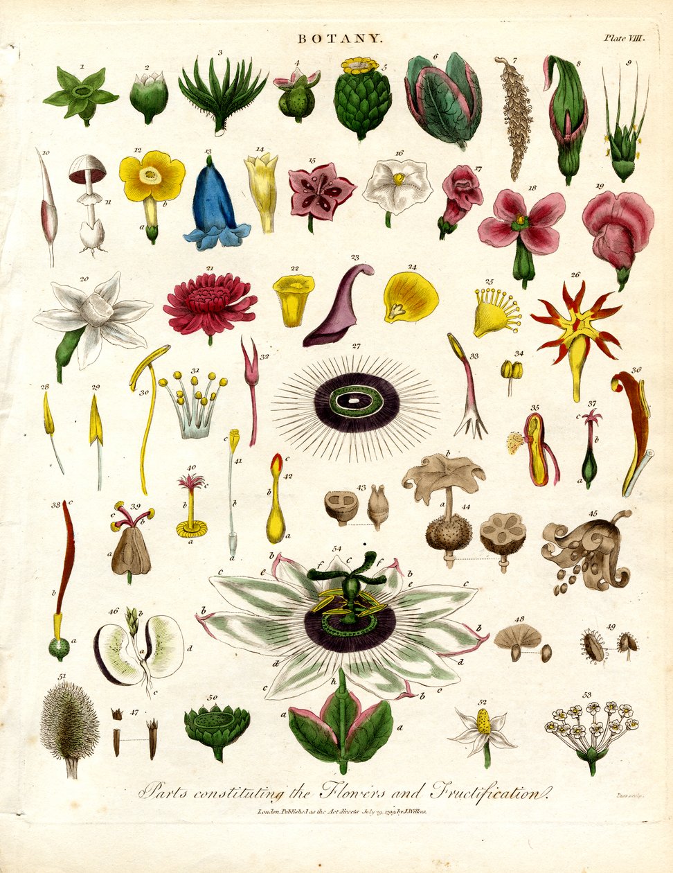 Partes que constituem as Flores e a Frutificação de John Pass