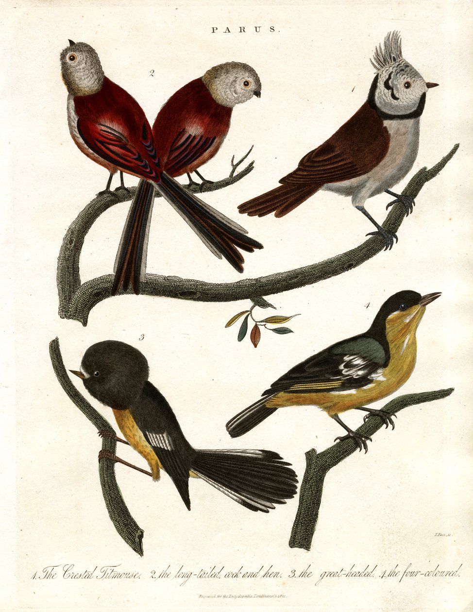 Parus: Titmice e Parids de John Pass