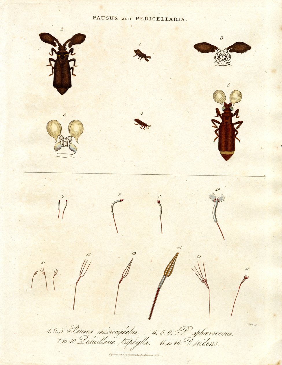 Pausus e Pedicellaria - Espécies de insectos de John Pass