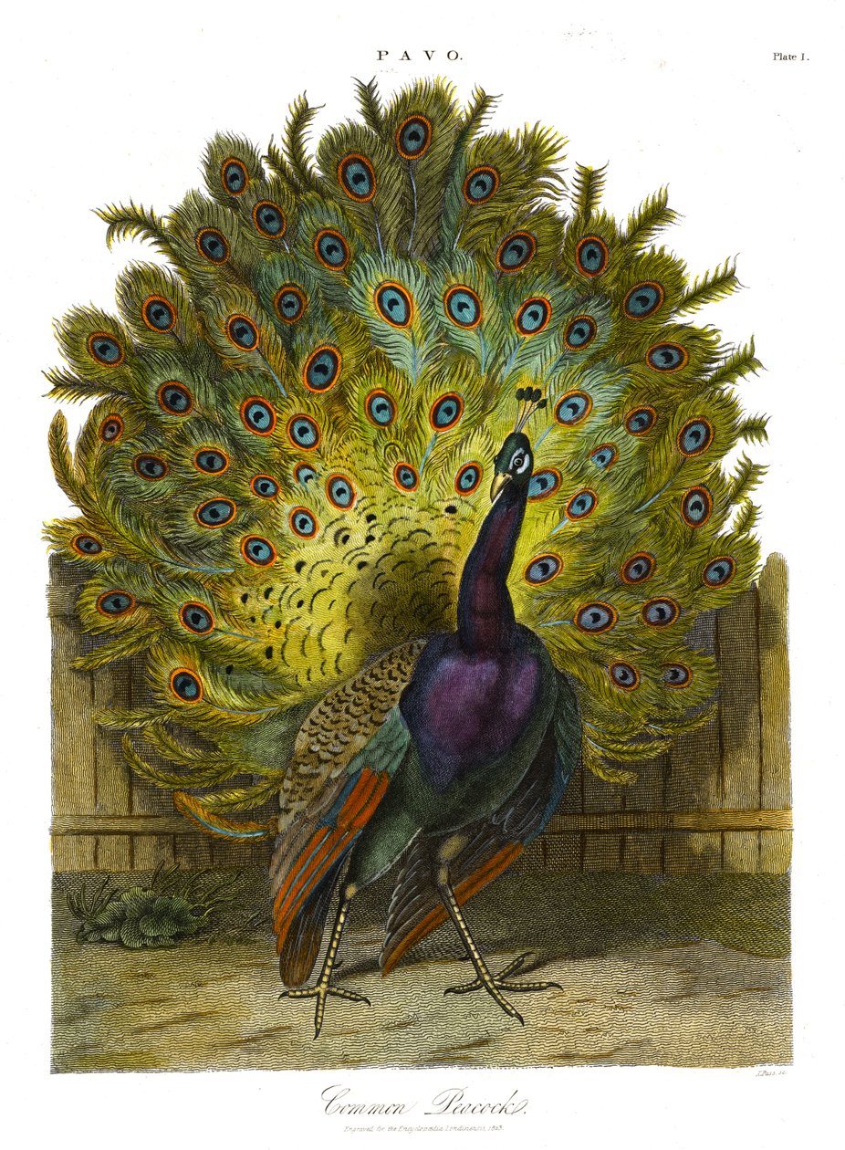 Pavo: Pavão-comum de John Pass
