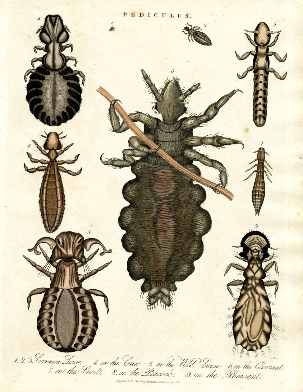 Pediculus - Várias espécies de piolhos de John Pass