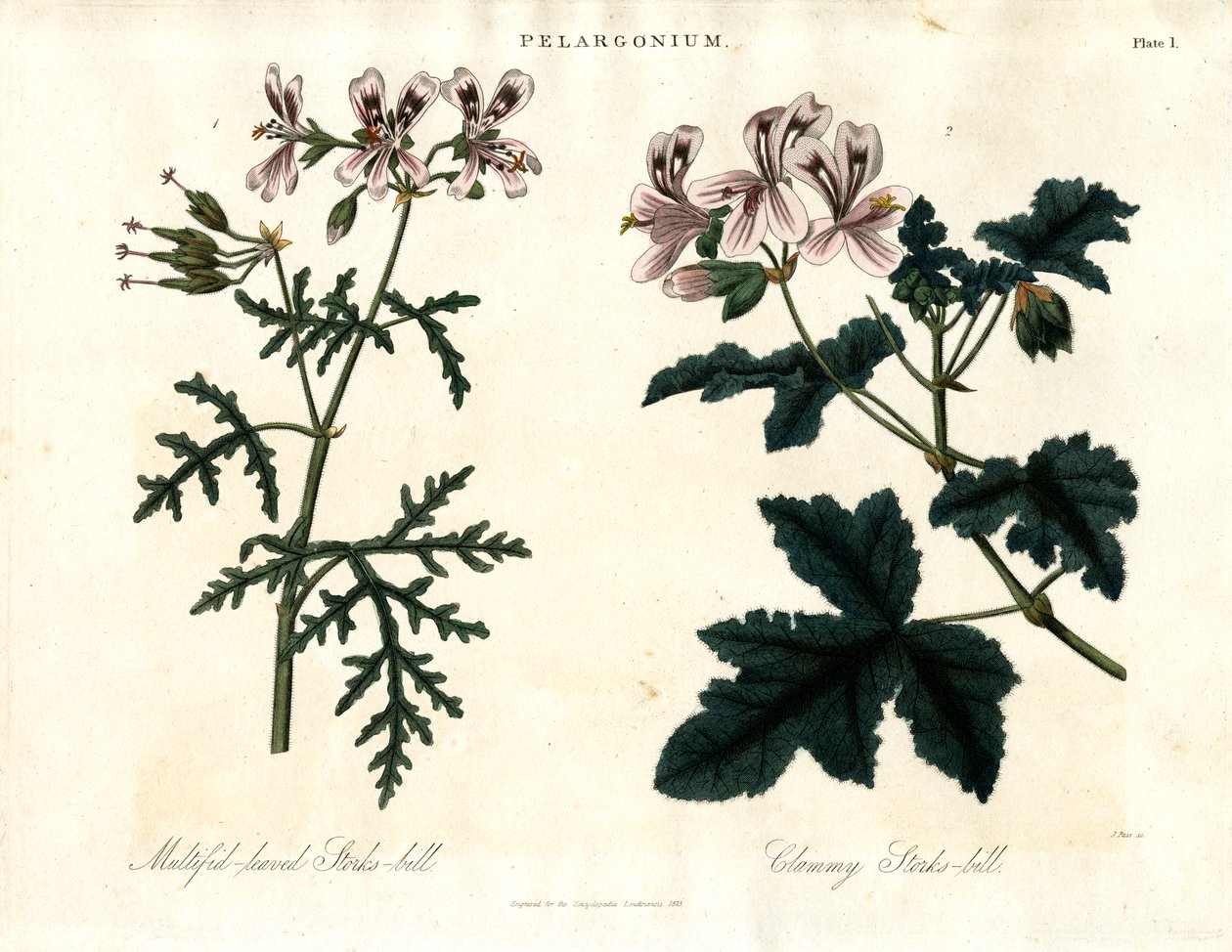 Espécies de Pelargonium: Cegonha-de-folha-múltipla e Cegonha-de-folha-pequena de John Pass