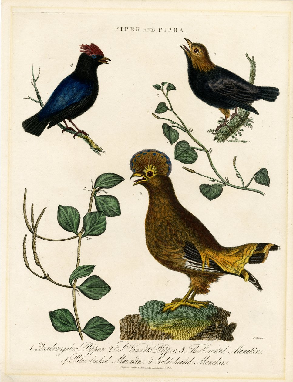 Pássaros-pimenta e Manakins de John Pass