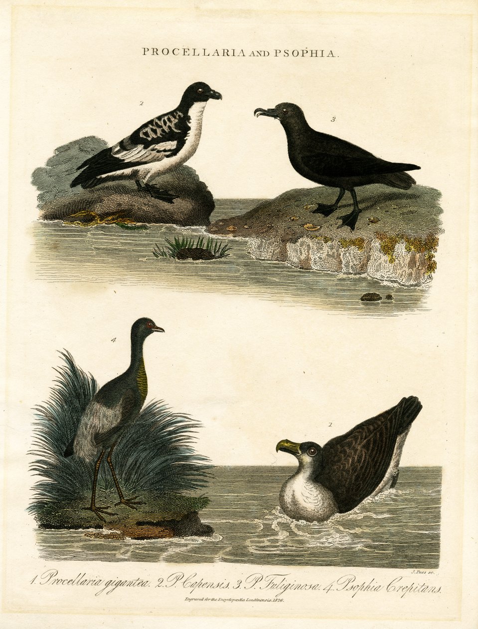 Petréis (Procellaria) e trombeteiros (Psophia) de John Pass
