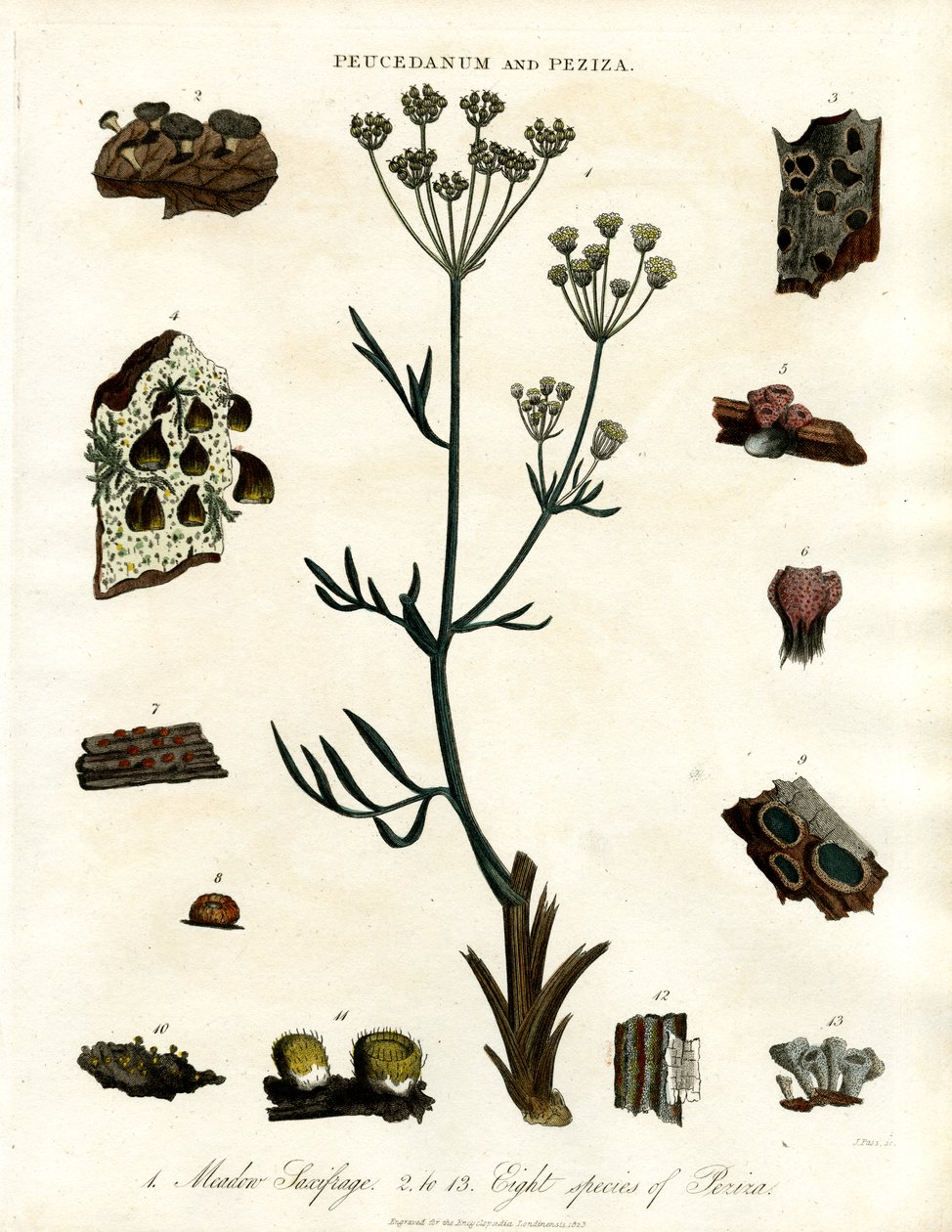 Peucedanum e Peziza de John Pass
