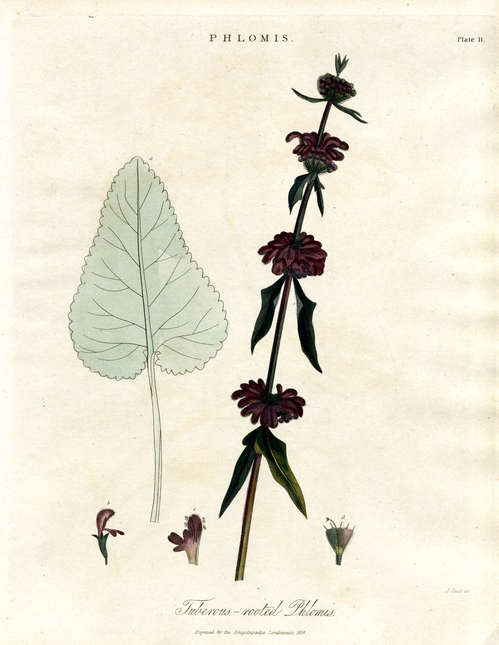 Phlomis: Salva de Jerusalém com raízes tuberosas de John Pass