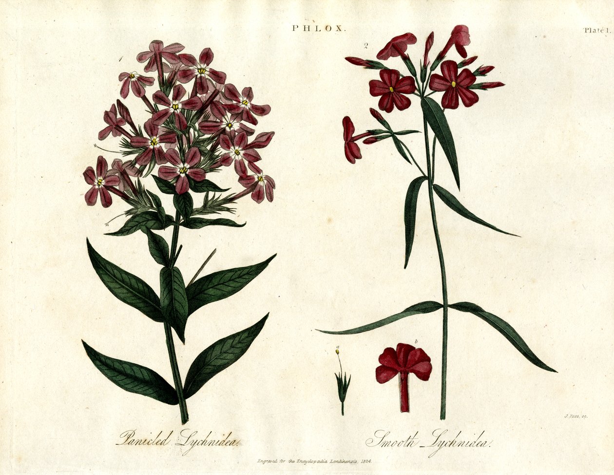 Espécies de Phlox de John Pass
