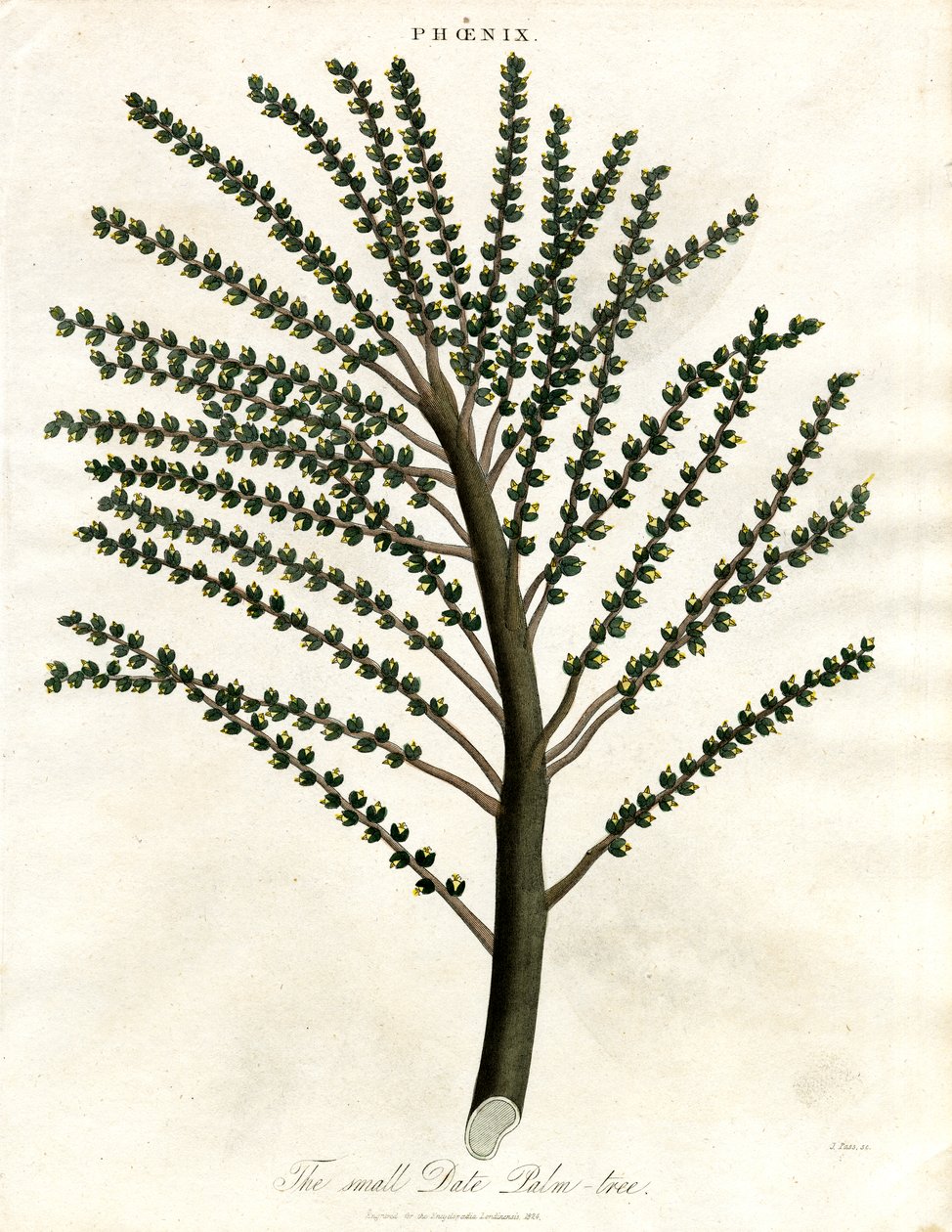 Fénix (Tamareira) de John Pass