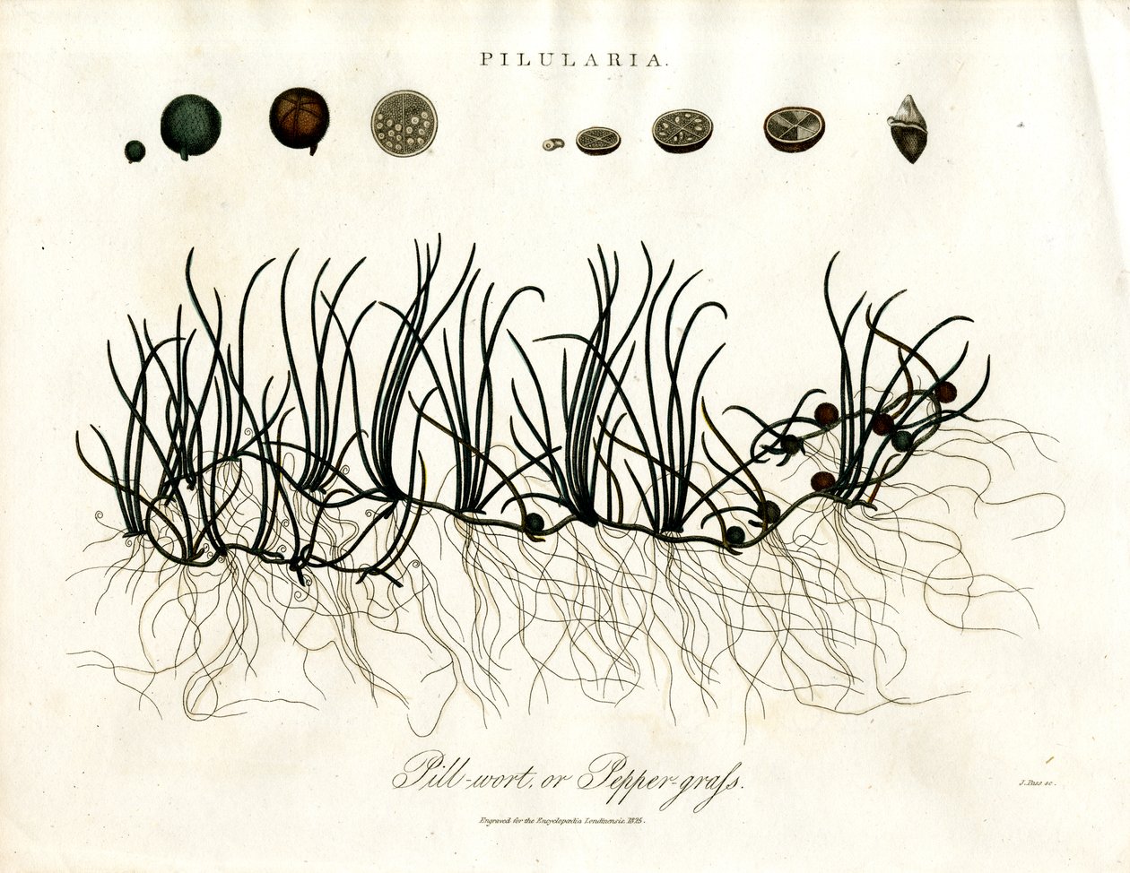 Pilularia: Erva-de-passarinho ou erva-pimenta de John Pass