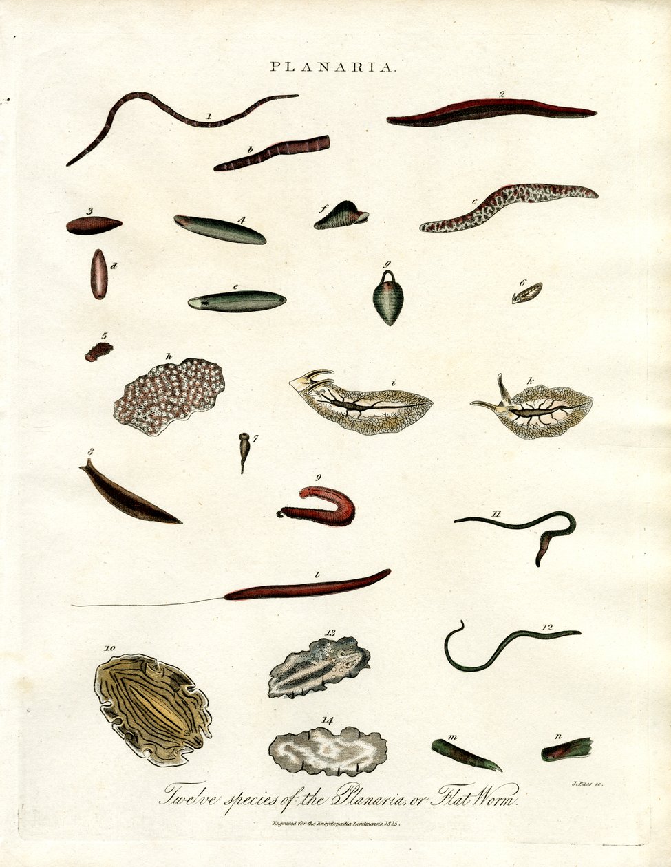 Planaria - Doze espécies de vermes chatos de John Pass