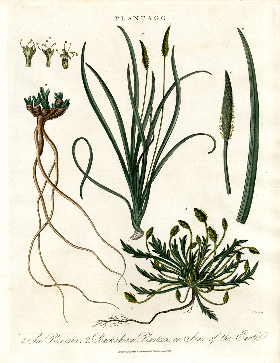 Espécies de Plantago de John Pass