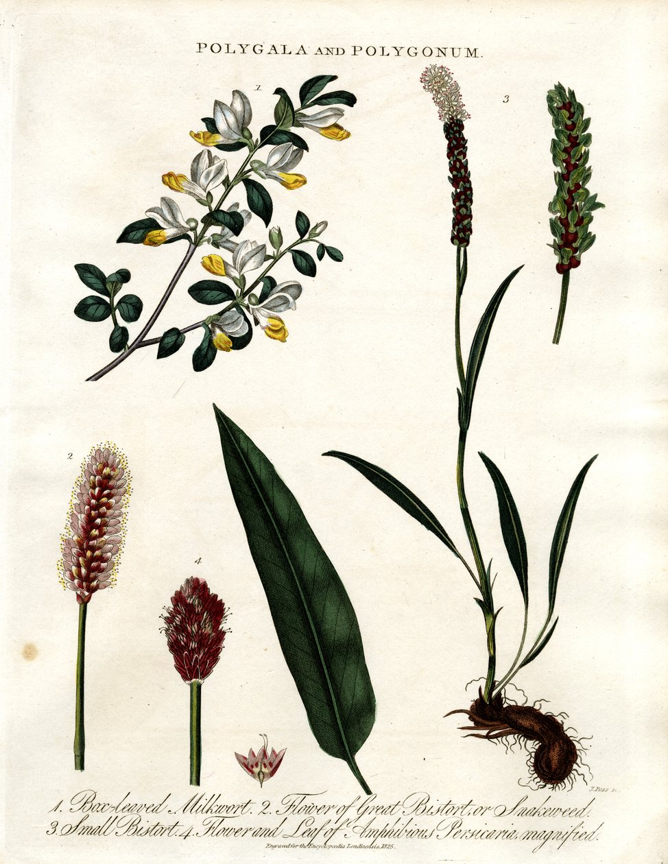 Polygala e Polygonum de John Pass