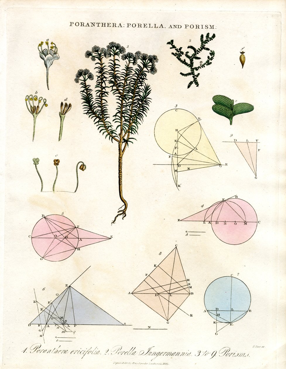 Poranthera; Porella e Porisms de John Pass