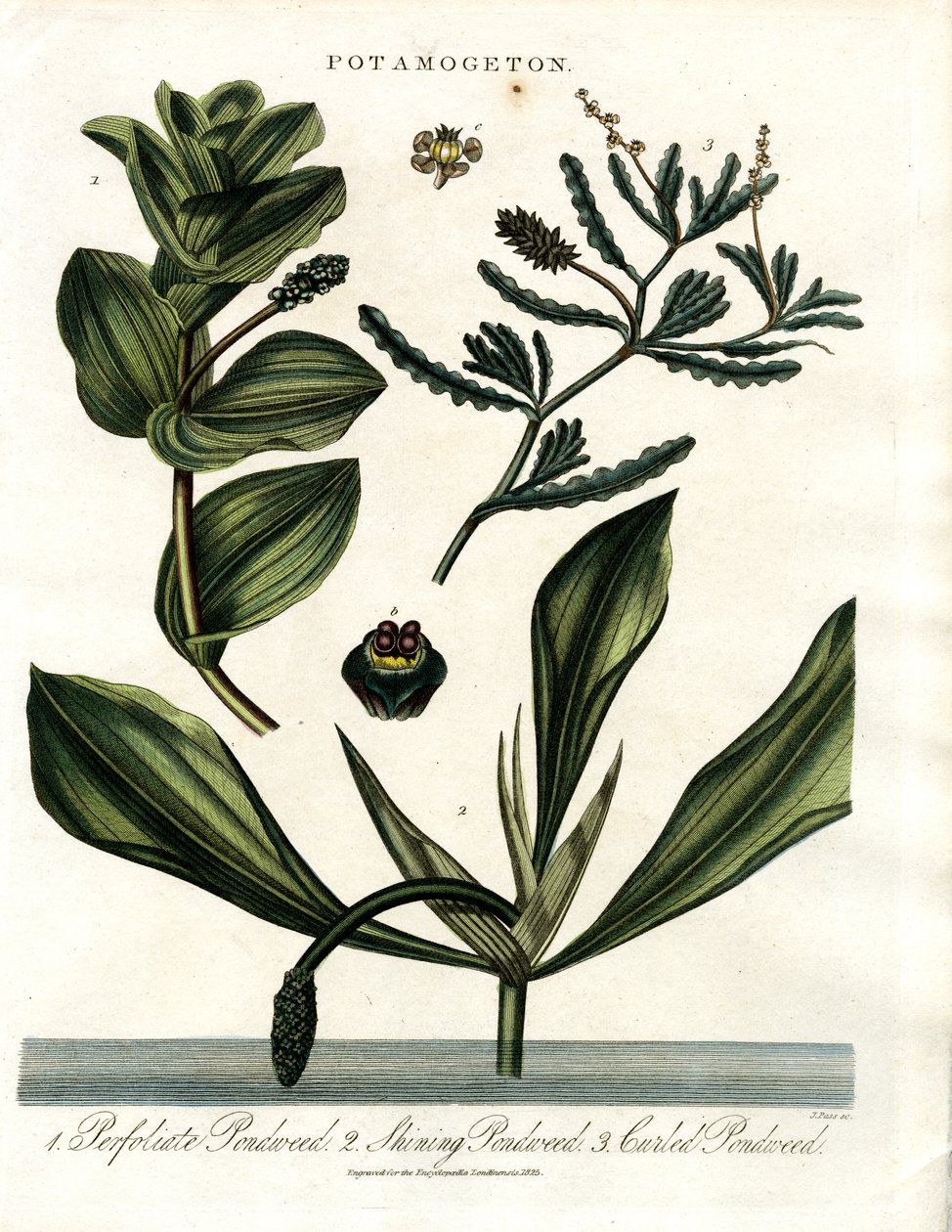 Potamogeton (Espécie de Lentilha d