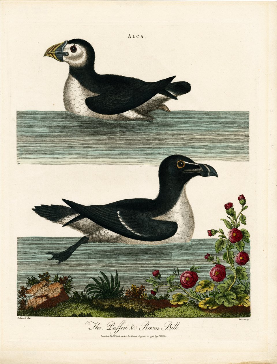Puffin e Razor Bill (Alca) de John Pass