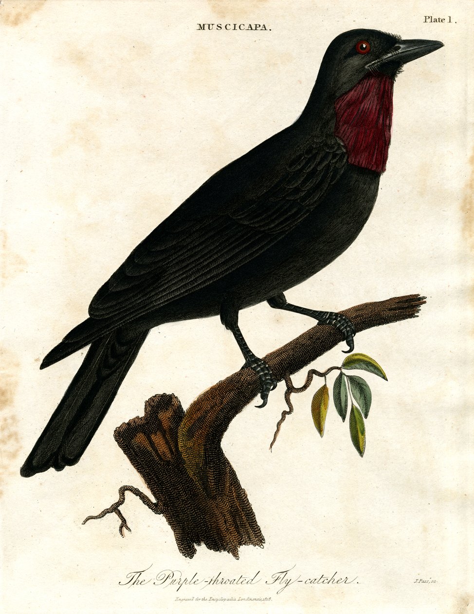 Papa-moscas de garganta roxa (Muscicapa) de John Pass