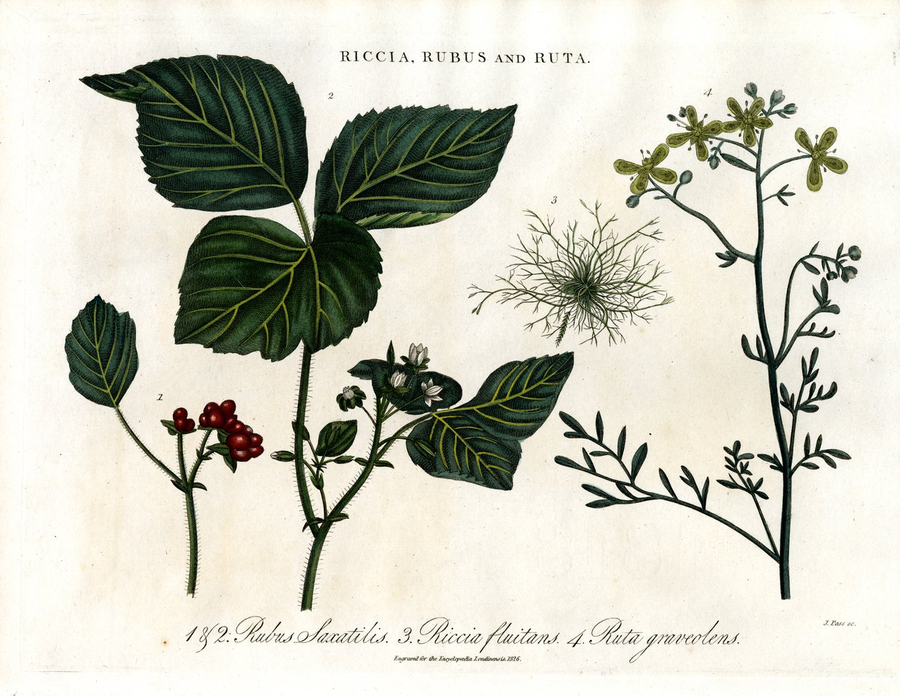 Riccia;Rubus e Ruta de John Pass