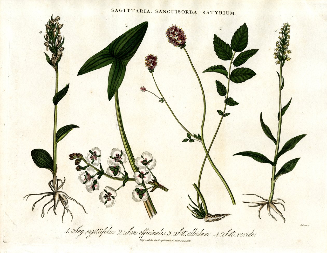 Sagittaria; Sanguisorba e Satyrium: Representação Botânica de Várias Espécies de Plantas de John Pass
