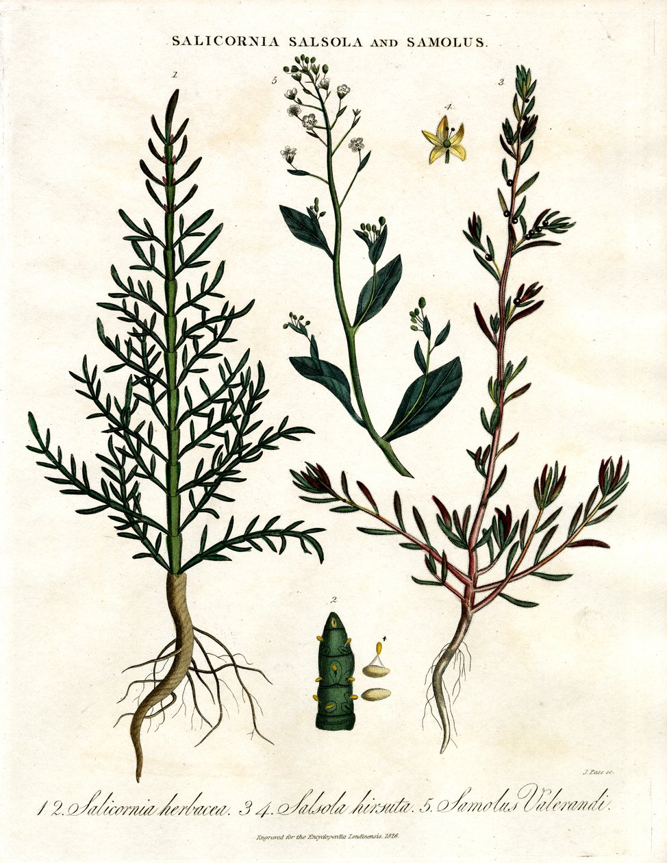 Salicornia; Salsola e Samolus: Plantas Costeiras Halófitas de John Pass
