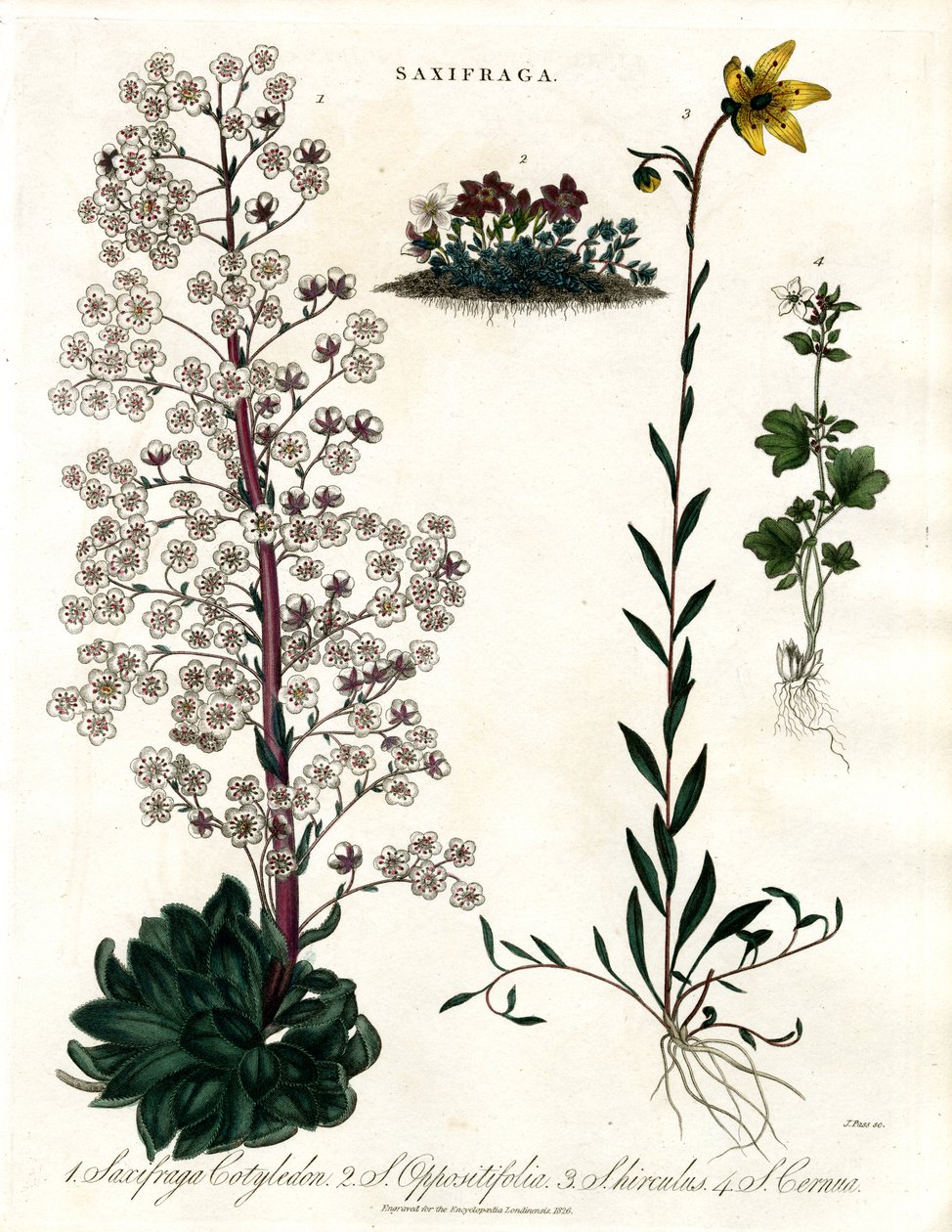 Espécies de Saxifraga de John Pass