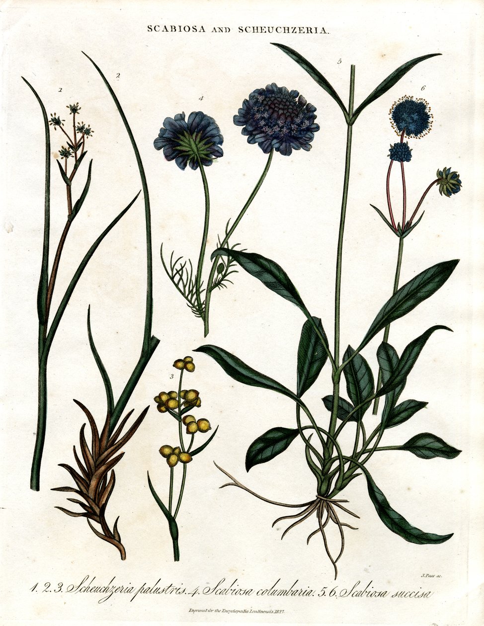 Scabiosa e Scheuchzeria de John Pass