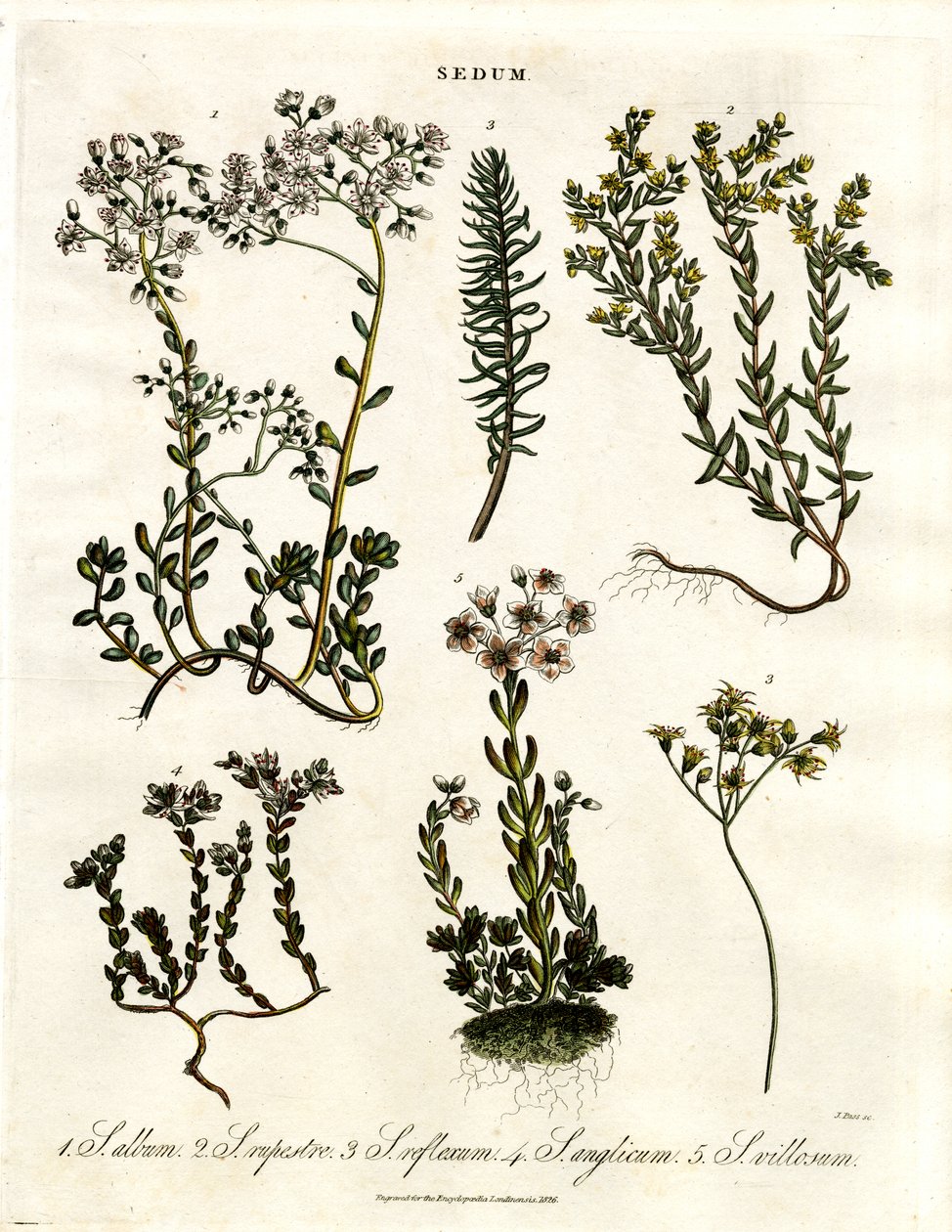Sedum: Várias espécies de Stonecrop de John Pass