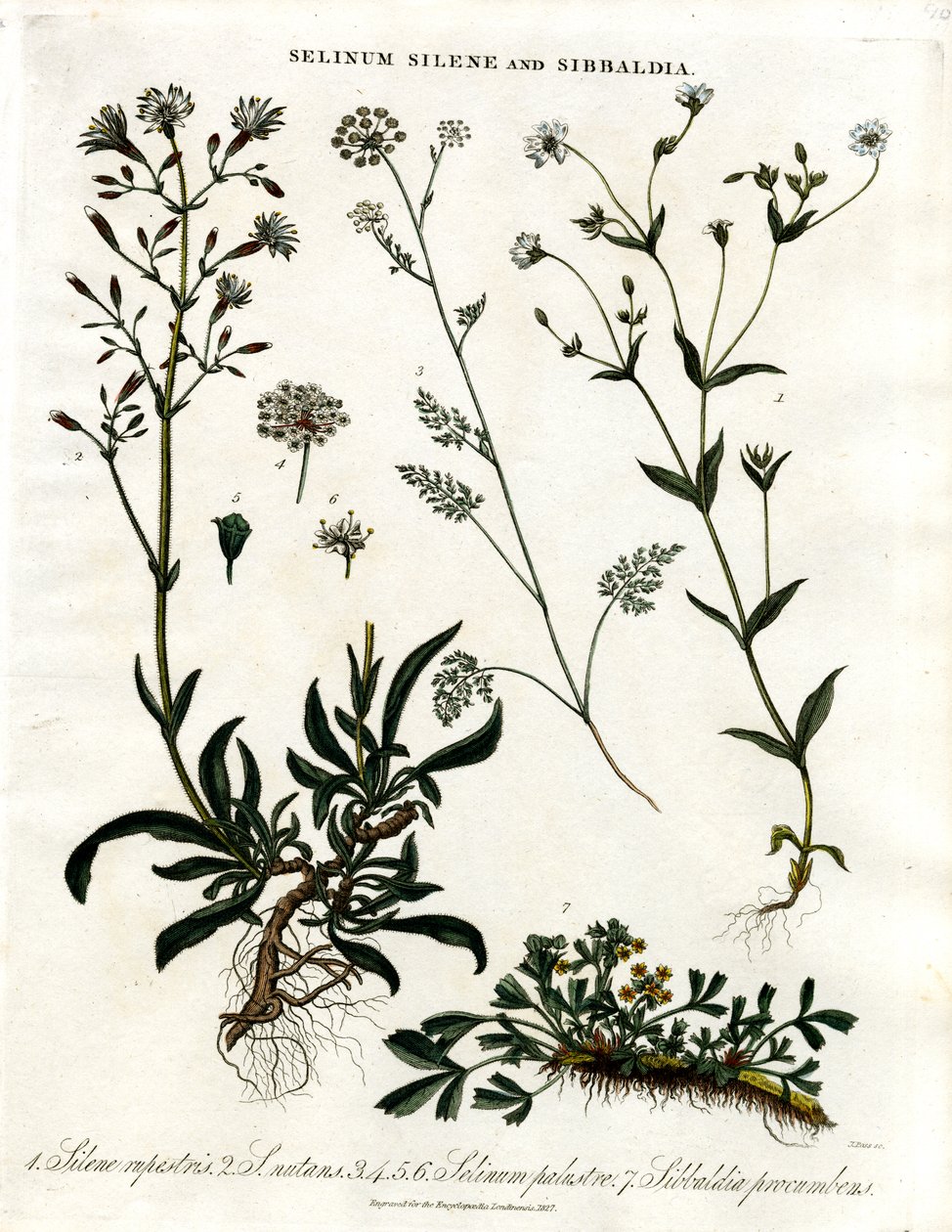 Selinum; Silene e Sibbaldia de John Pass