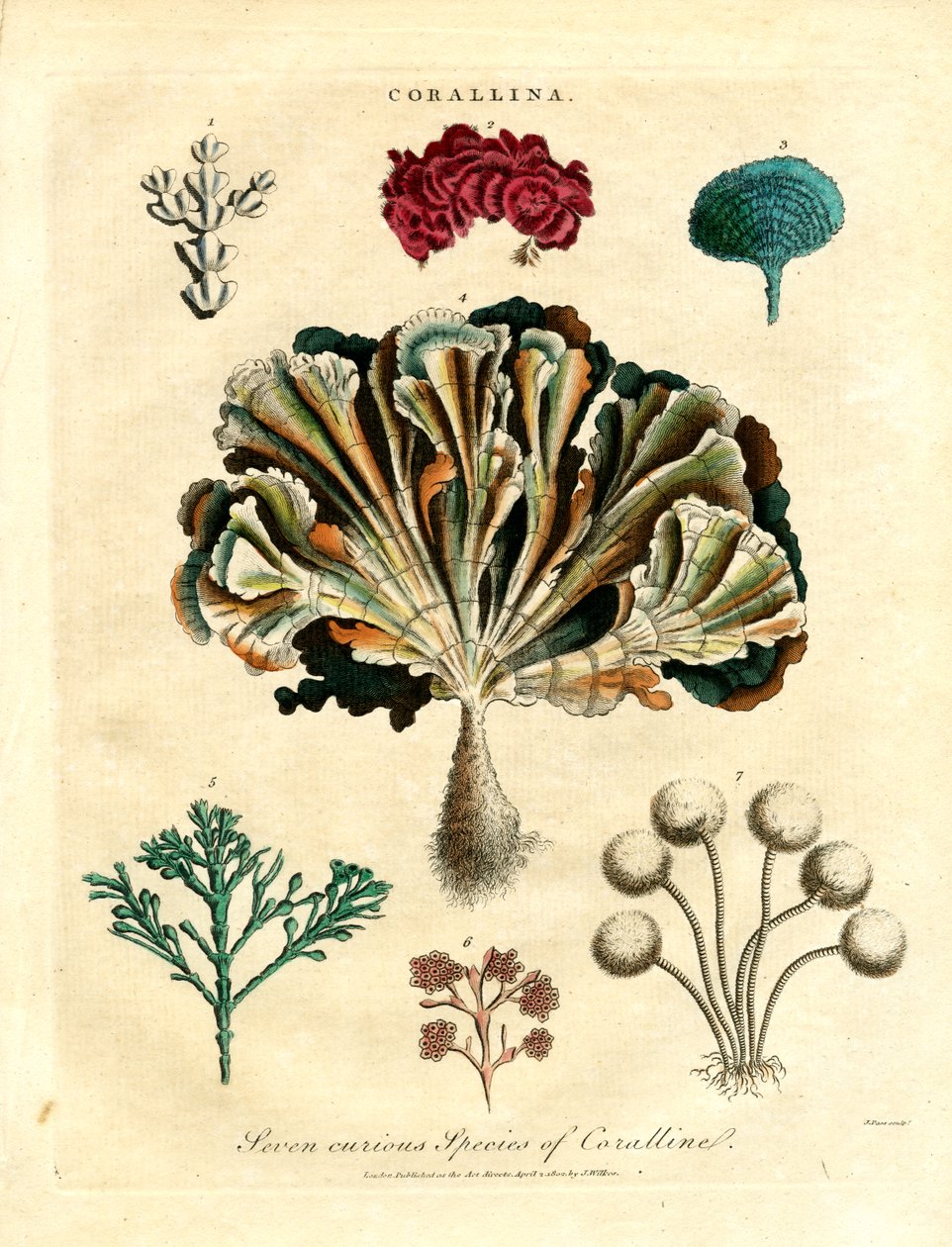 Sete espécies curiosas de coralina de John Pass