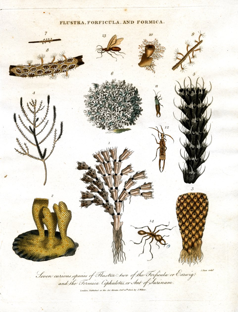 Sete espécies curiosas de Flustra; duas de Forficula ou Earwig; e a Formica Cephalotes; ou Formiga do Suriname de John Pass