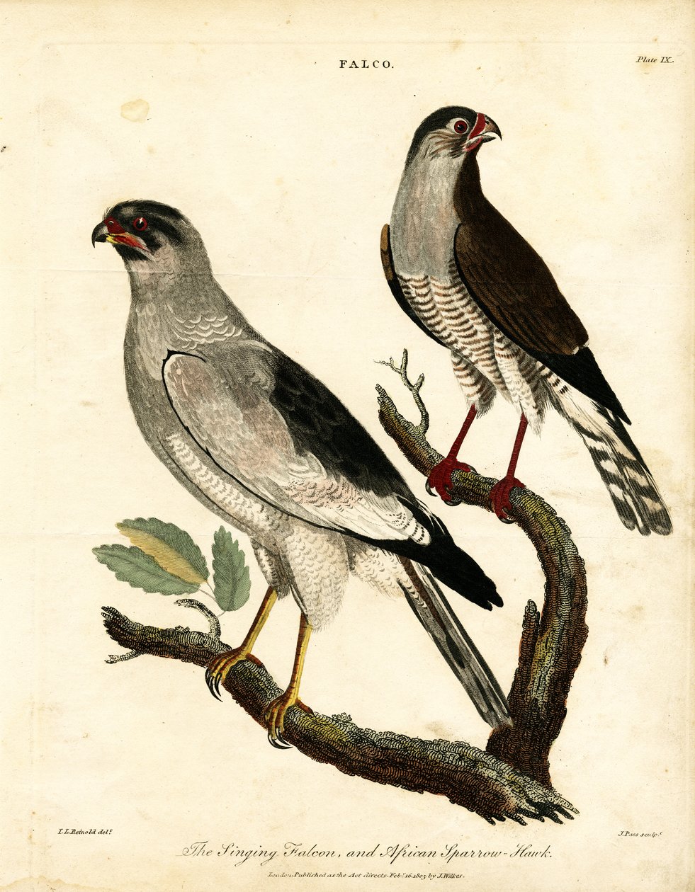 Falcão-cantor e Gavião-africano de John Pass