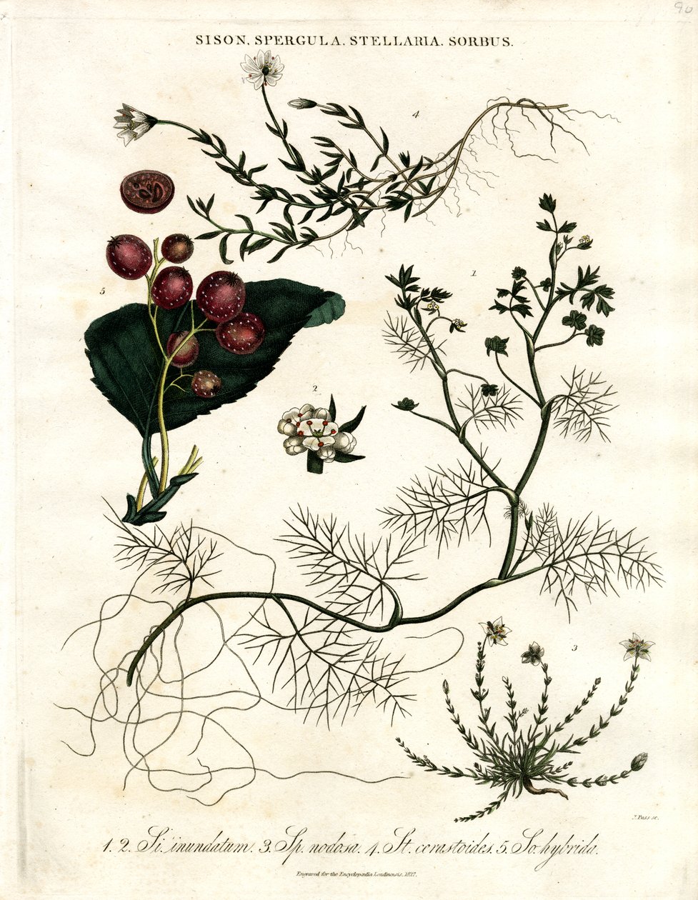 Sison;Spergula;Stellaria;Sorbus de John Pass