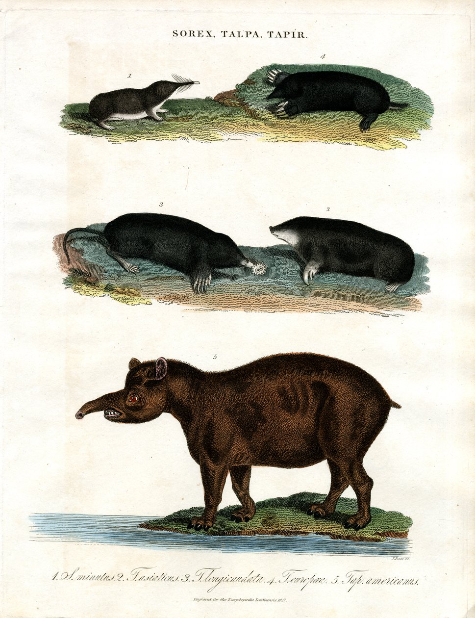 Sorex;Talpa;Tapir: Musaranhos;Toupeiras e Antas de John Pass
