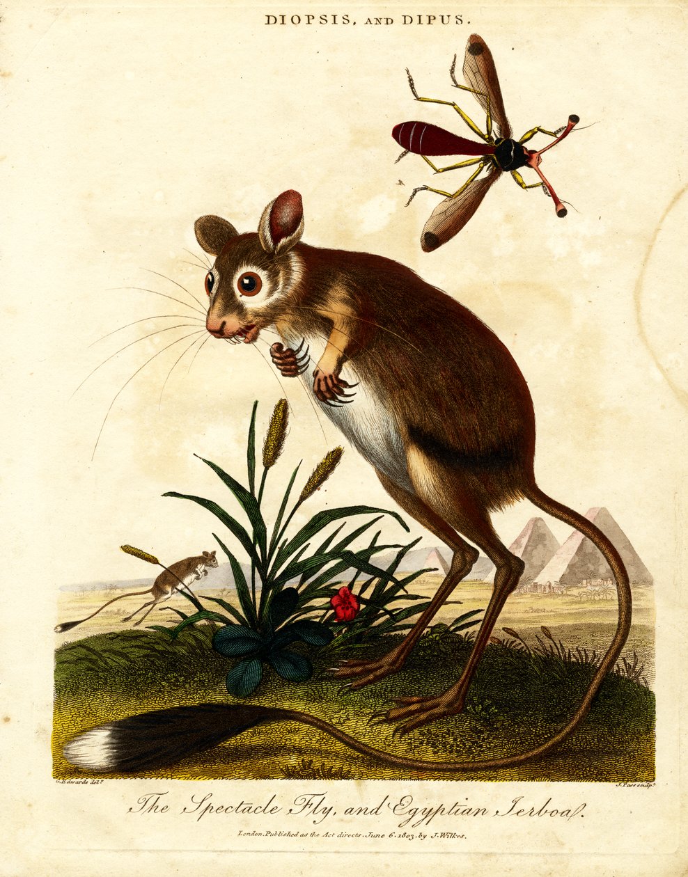 Mosca do espetáculo e Jerboa egípcia de John Pass
