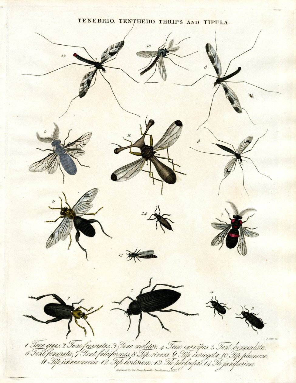 Tenebrio;Tenthedo;Tripes e Tipula - Diversidade de Insectos de John Pass