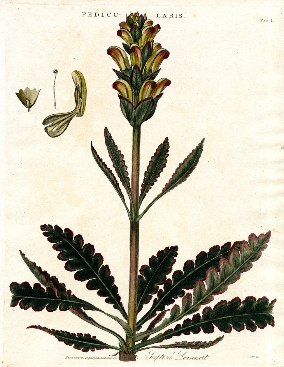 Piolho-da-índia (Pedicularis) de John Pass
