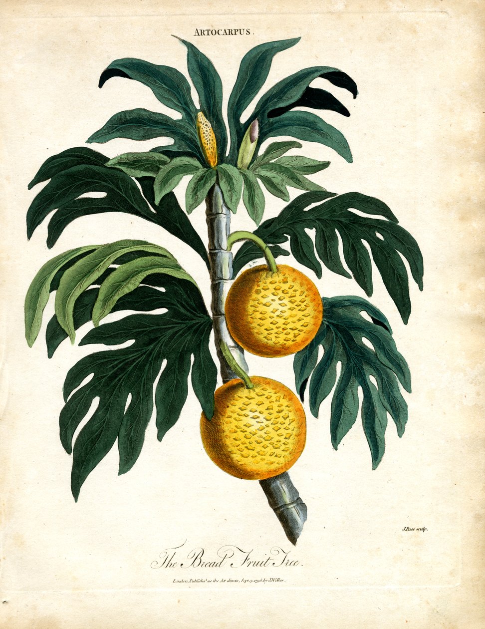 A árvore de frutos do pão de John Pass