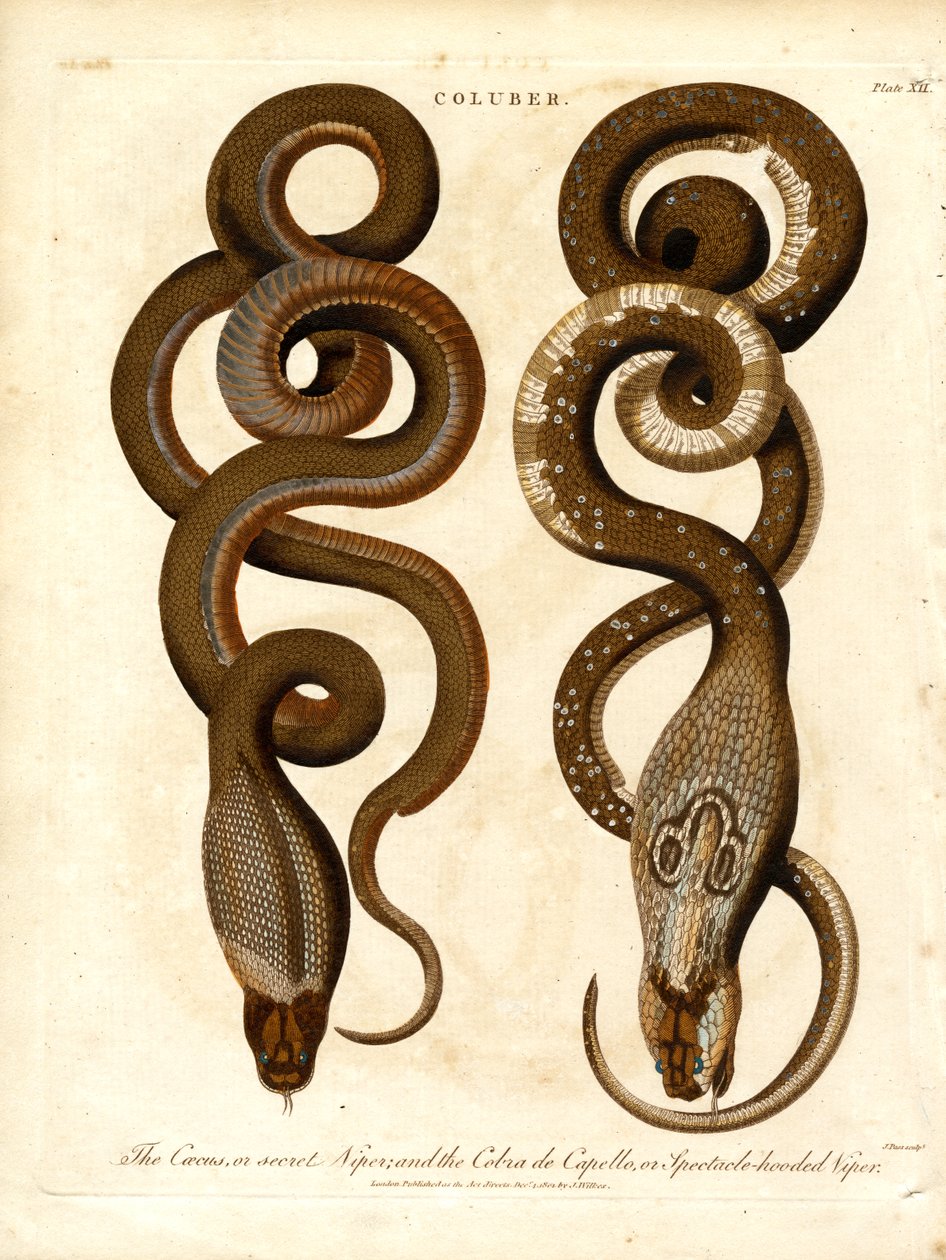 O Cæcus, ou víbora secreta, e a Cobra de Capello, ou víbora de óculos de John Pass