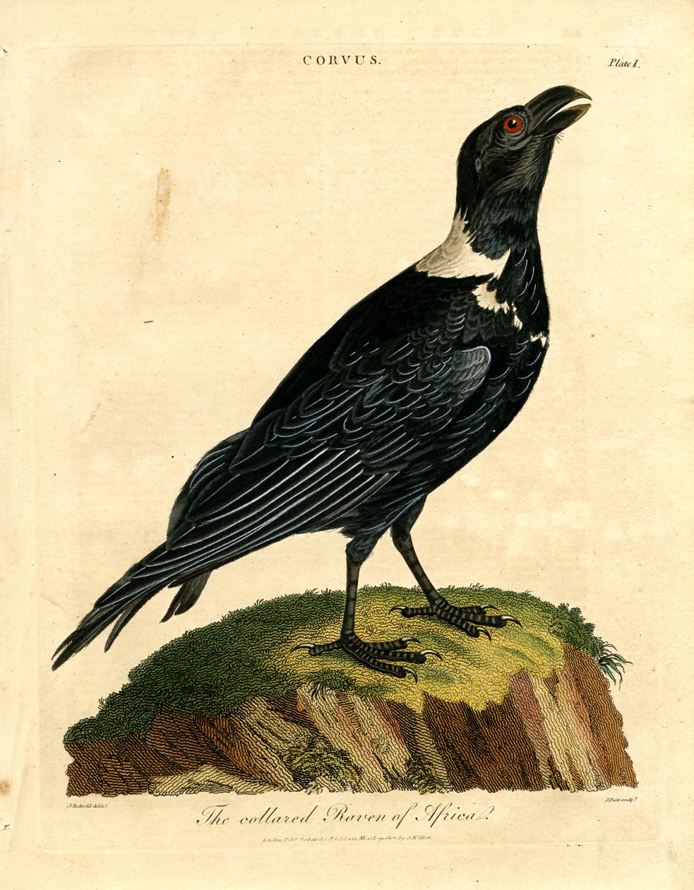 O corvo de coleira de África de John Pass