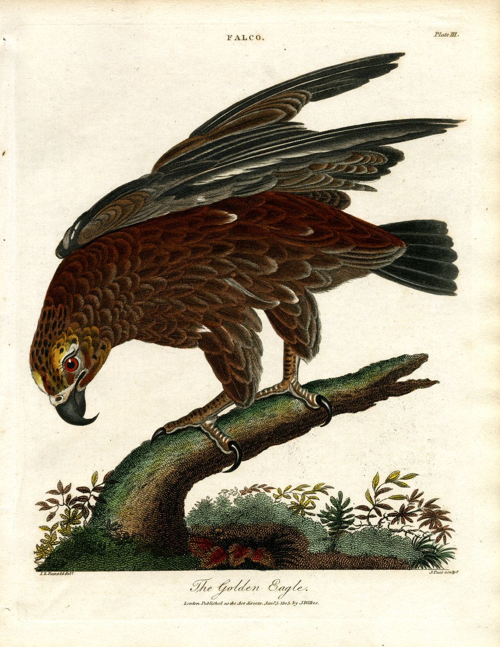 A Águia de Ouro de John Pass