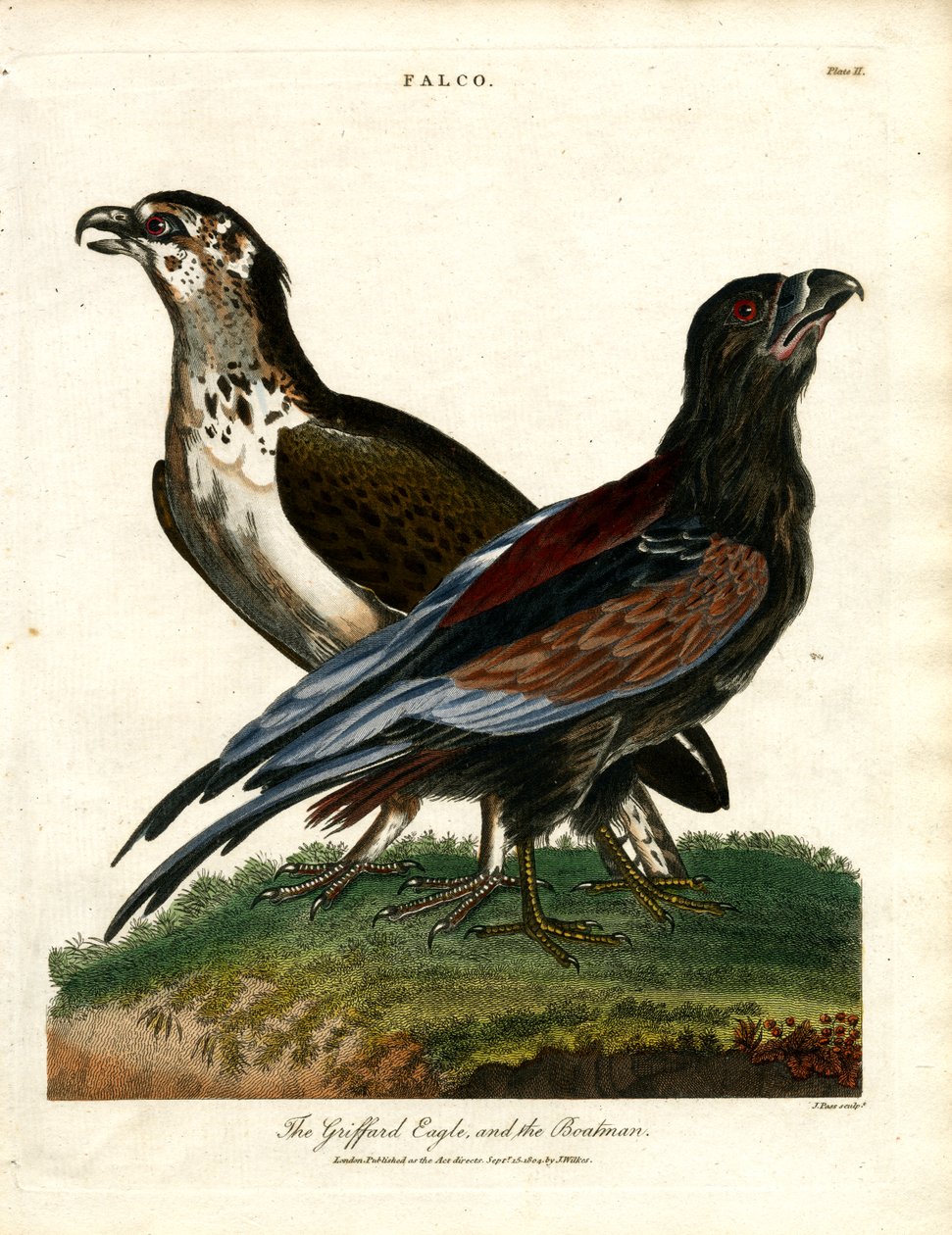 A águia de Griffard e o barqueiro de John Pass