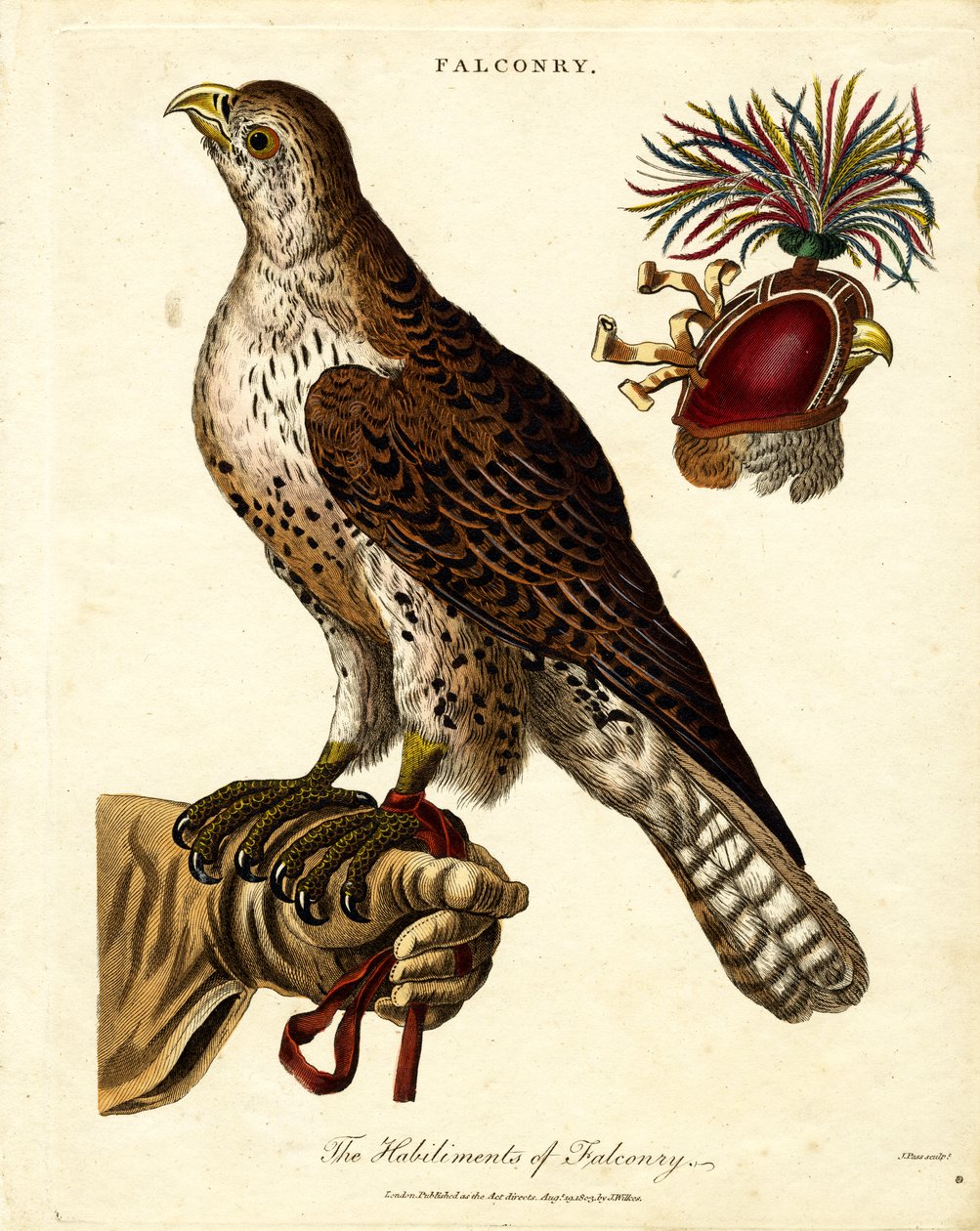 As Habilitações de Falcoaria de John Pass